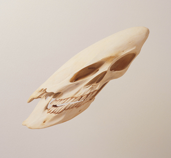 Skull, 2000, Robert Lazzarini resin, bone, pigment 