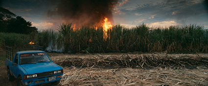 Burning Sugar Cane Field in El Salvador. Still from 